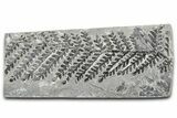 Carboniferous Fossil Fern (Odontopteris) - France #378108-1